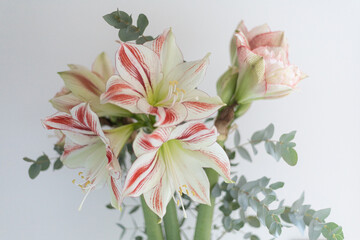 Bouquet with amaryllis flowers of the varieties Nymph and Sydney - Decoration, Greetings, Natural...