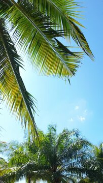 Lush palm trees under azure sky create tranquil scene
