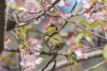 河津桜とメジロ