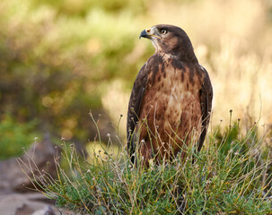 Bird, eagle and ground in nature for ecology with ecosystem, feathers and wings outdoor in natural habitat. Wild animal, hawk and carnivore by plants in environment for hunting, predator and wildlife