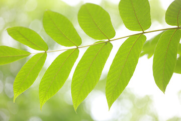 Fototapeta na wymiar green leaves on a branch macro
