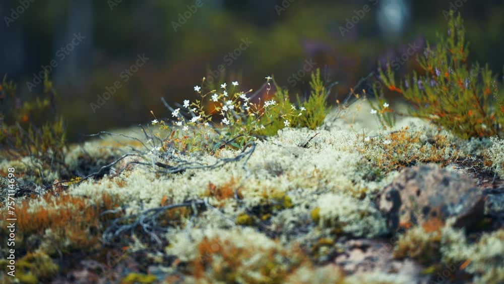 Poster miniature plants and fowers in autumn tundra. parallax macro shot. bokeh background.