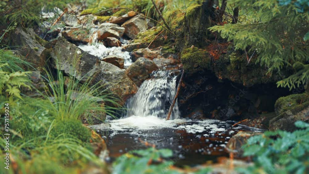 Poster a tiny waterfall on the shallow stream in the lush green summer forest. parallax video.