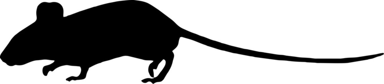 recommend clip art: Rat mouse vector silhouette