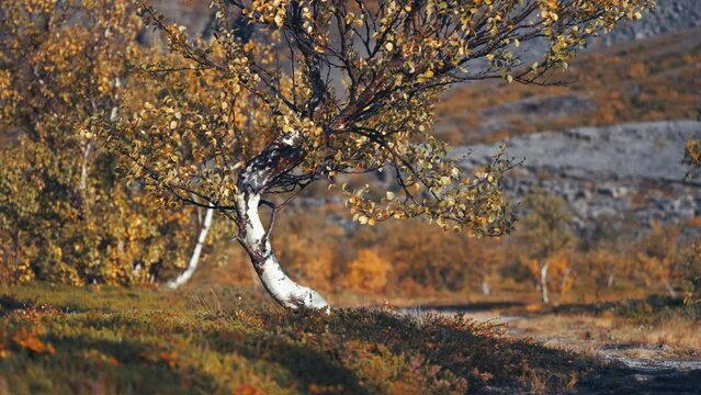 Bent and twisted birch trees in the autumn tundra. Parallax video, bokeh background.