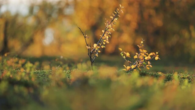 Two tiny birch trees with bright yellow leaves in the autumn tundra landscape. A close-up parallax shot.