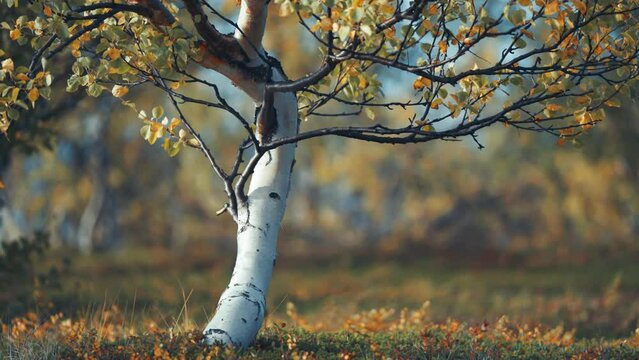 A birch tree with a twisted trunk and yellow-green leaves stands above the soft carpet of colorful autumn undergrowth. slow-motion parallax video.