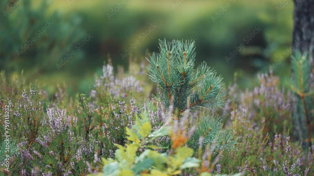 Poster a tiny young pine tree surrounded by heather in the colourful forest undergrowth. parallax video, bo