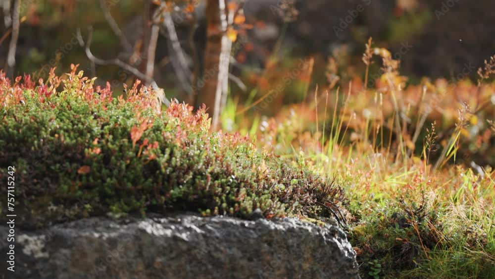 Poster a soft layer of colorful autumn vegetation on a huge rock in the norwegian tundra. a slow-motion par