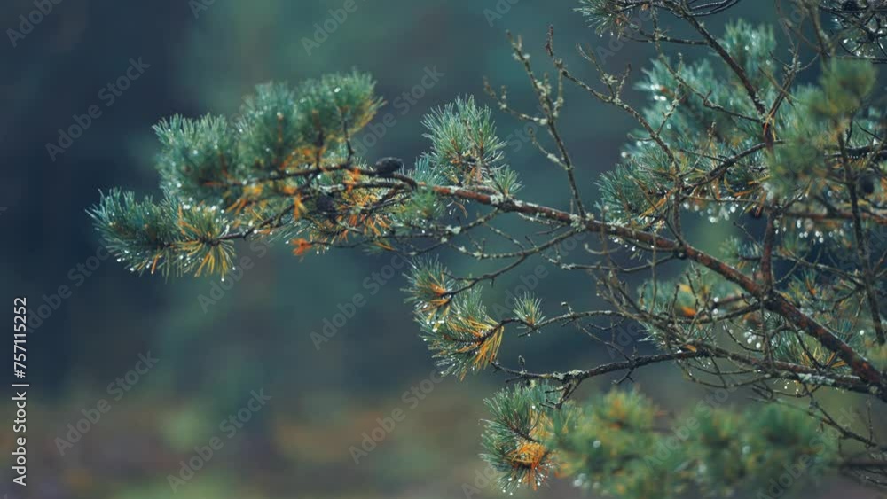 Poster raindrops cling to soft needles on the pine tree branches. a close-up parallax video.