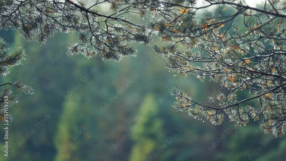 Poster pine tree branches beaded with water droplets after the rain. parallax video bokeh background.