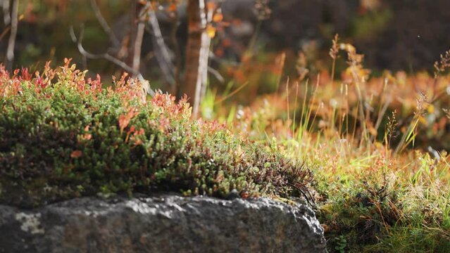 A soft layer of colorful autumn vegetation on a huge rock in the Norwegian tundra. A slow-motion parallax video.