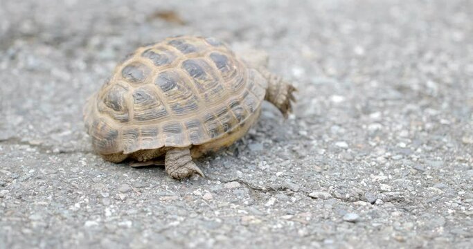 A Russian tortoise walks away from the viewer.