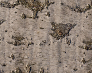 Pattern and structure of birch bark. Detail shot.