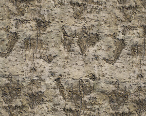 Pattern and structure of birch bark. Detail shot.