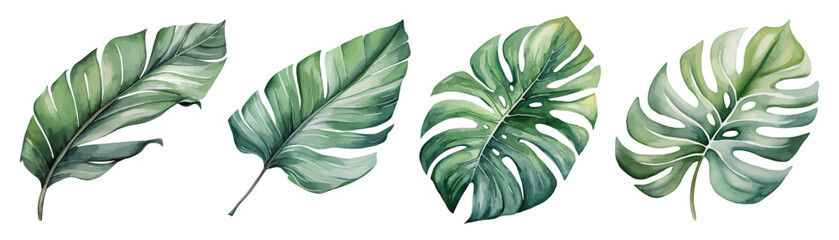 watercolor tropical monstera leaves set hand drawn illustration - obrazy, fototapety, plakaty