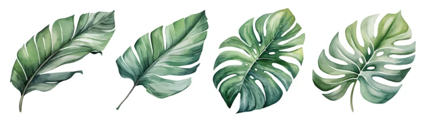 Foto auf Acrylglas watercolor tropical monstera leaves set hand drawn illustration © EvgeniiasArt