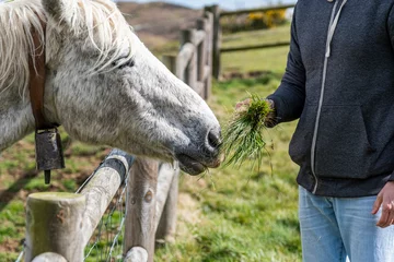 Fotobehang A middle aged caucasian man feeding a horse in a farm. © MelisaCabal