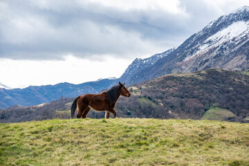 A brown horse walking on a meadow in the mountains.