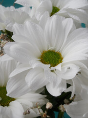 Beautiful colorful mixed flower bouquet still life
