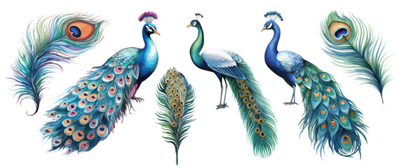 watercolor peacocks birds and feathers set hand drown illustration - obrazy, fototapety, plakaty