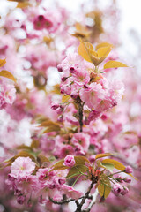 cherry blossom background - 757121643