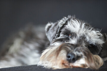 Tired Schnauzer puppy at home - 757122280