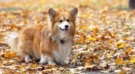 corgi dog  in the park - 757123041