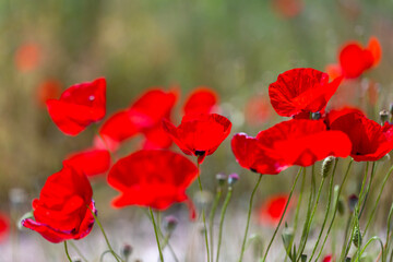 Field of blooming red poppies