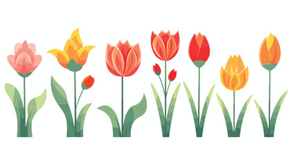 Tulip vector flowers .First spring flowers. Simple