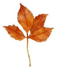 Branch of autumn red Leaf  watercolor style for Decorative Element