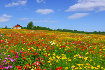 Obraz premium カラフルな花が咲いている丘にある小さな家