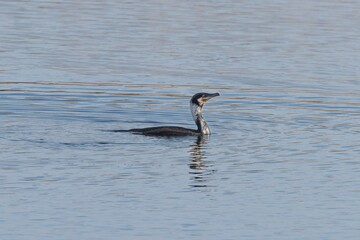European robin perching on tree branch and singing.Small, cute and colourful bird in british woodland.