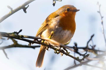 European robin perching on tree branch and singing.Small, cute and colourful bird in british woodland.