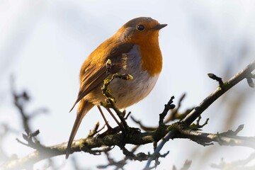 European robin perching on tree branch and singing.Small, cute and colourful bird in british woodland.