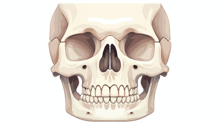 Lower jaw isolated. Bones face flat vector