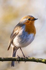 European robin perching on tree branch and singing.Small, cute and colourful bird in british woodland.