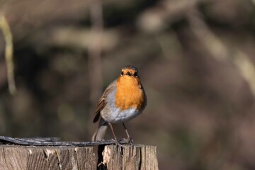 European robin perching on tree branch and singing.Small, cute and colourful bird in british woodland.