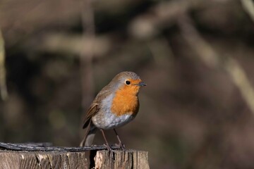 European robin perching on tree branch and singing.Small, cute and colourful bird in british woodland.