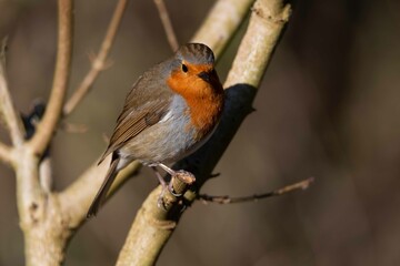 European robin perching on tree branch and singing.Small, cute and colourful bird in british woodland.