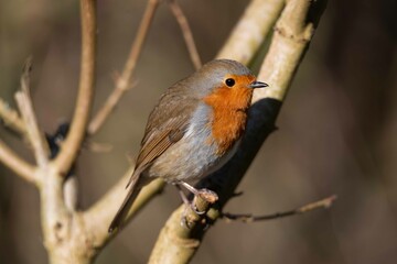 European robin perching on tree branch and singing.Small, cute and colourful bird in british woodland.