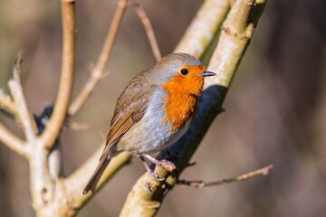 European robin perching on tree branch and singing.Small, cute and colourful bird in british woodland.