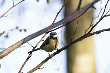 European robin perching on tree branch and singing.Small, cute and colourful bird in british woodland.