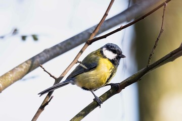 European robin perching on tree branch and singing.Small, cute and colourful bird in british woodland.