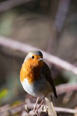 European robin perching on tree branch and singing.Small, cute and colourful bird in british woodland.