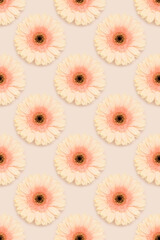 Pattern made of gerbera flowers on a beige background. Floral concept.