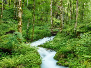 Zauberwald beim Hintersee, Berchtesgadener Land, Bayern, Deutschland © Rainer Mirau