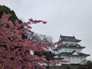 Fototapeta premium SF4