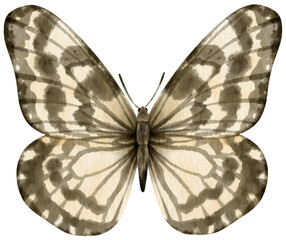 Black and White Butterfly watercolor style for Decorative Element
