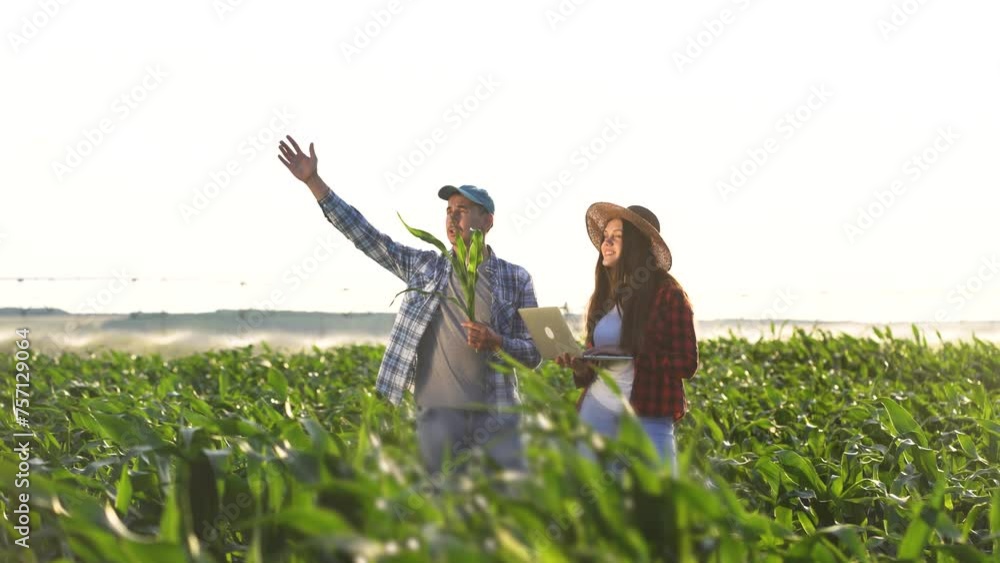 Wall mural irrigation corn. two farmers work in a field with corn. agriculture irrigation concept. farmers a ma